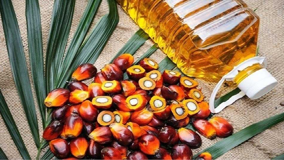 Know every facts about Palm oil | Restaurant, Product Reviews & Guest ...