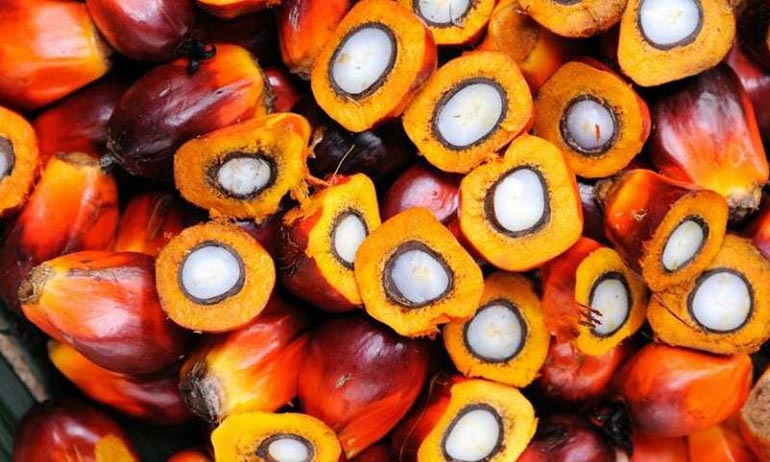 Every details about Palm Oil